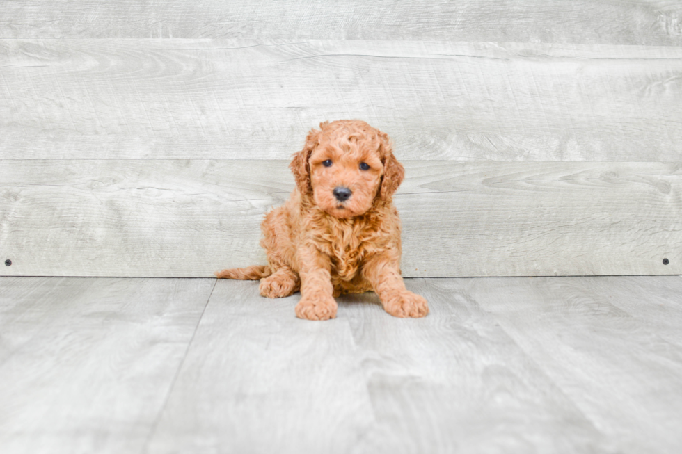 Little Golden Retriever Poodle Mix Puppy