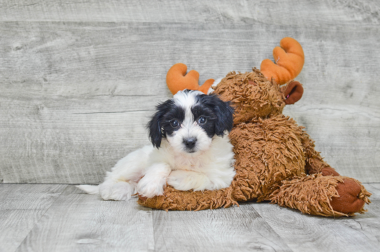 Morkie Pup Being Cute