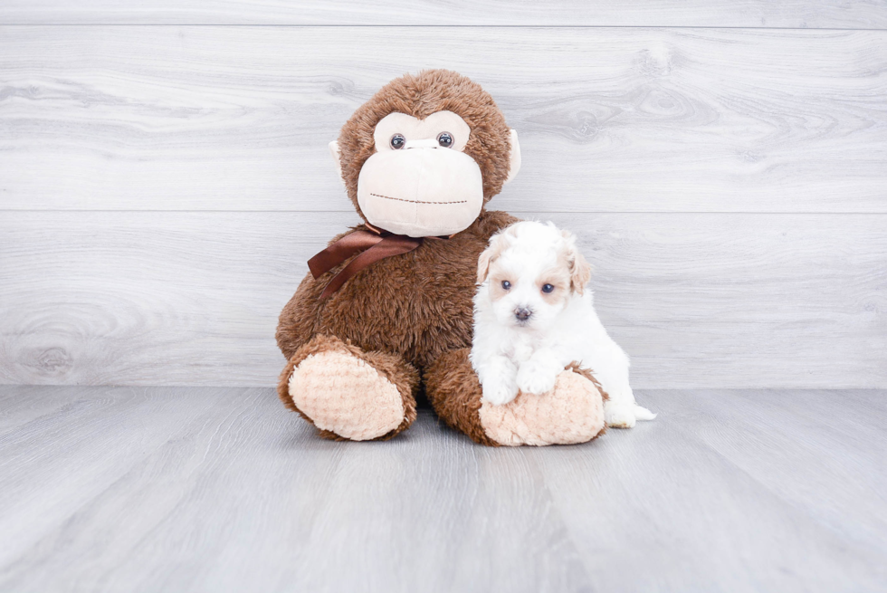 Little Maltese Poodle Poodle Mix Puppy