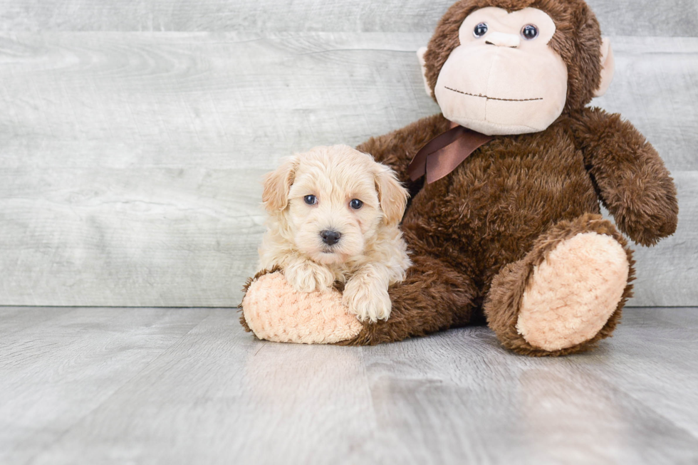 Best Maltipoo Baby