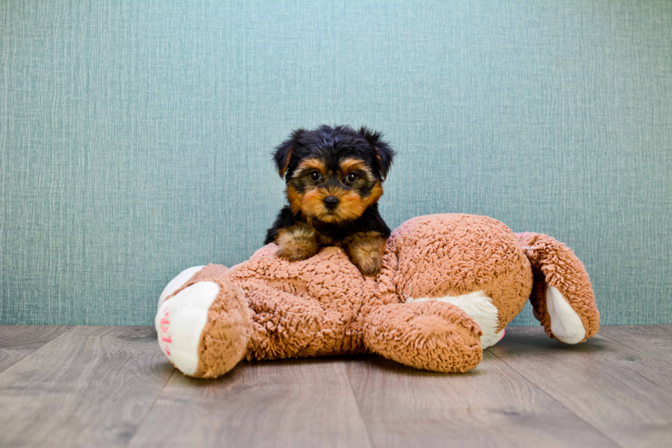 Meet Bella - our Yorkshire Terrier Puppy Photo 