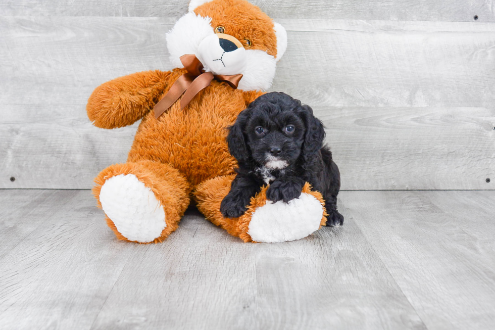 Happy Cavapoo Baby