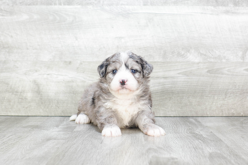 Funny Mini Bernedoodle Poodle Mix Pup