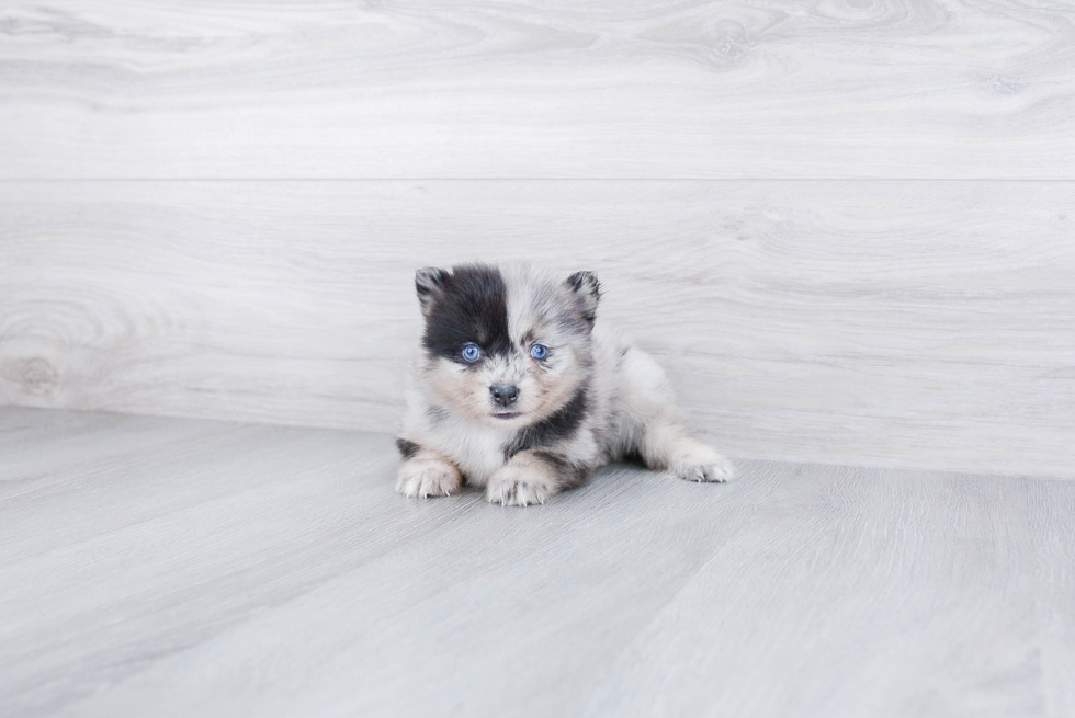 Best Pomsky Baby