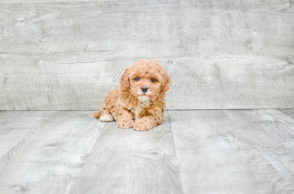 Playful Cavoodle Poodle Mix Puppy