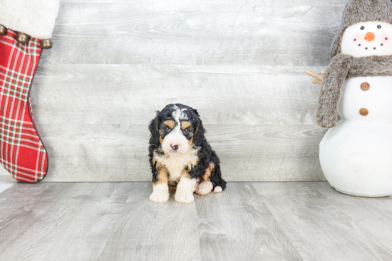 Best Mini Bernedoodle Baby