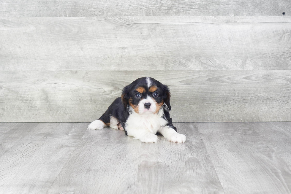 Popular Cavalier King Charles Spaniel Baby