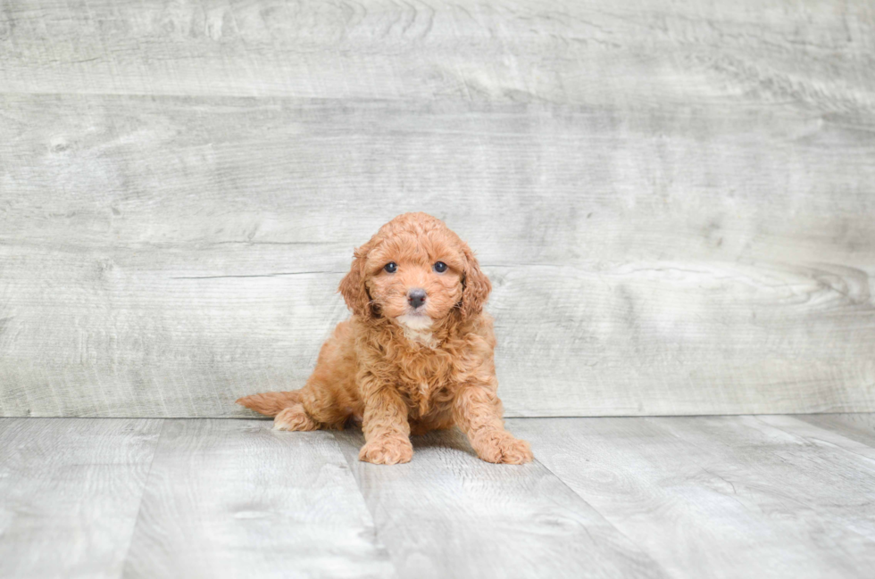 Adorable Golden Retriever Poodle Mix Puppy