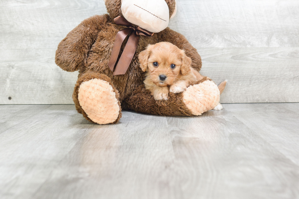 Adorable Cavalier Designer Puppy