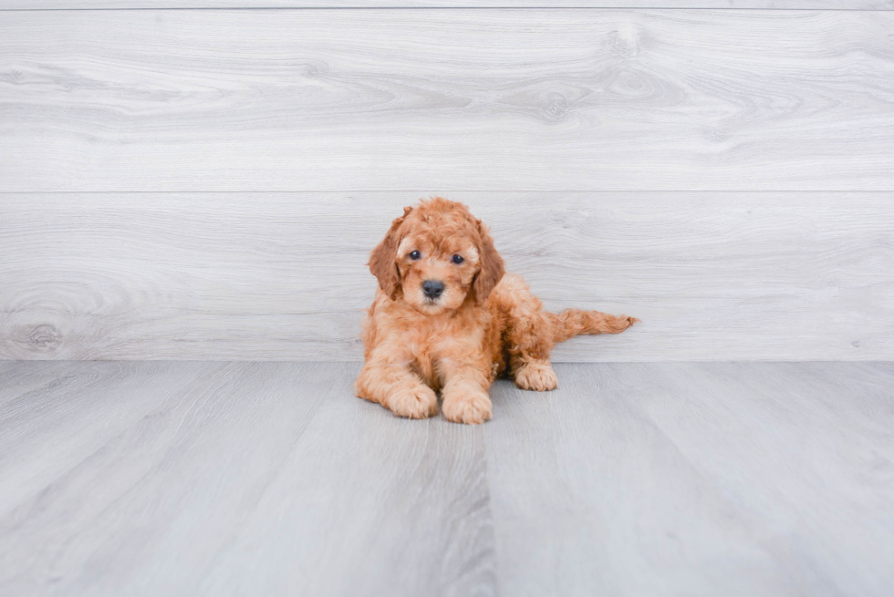 Cockapoo Puppy for Adoption