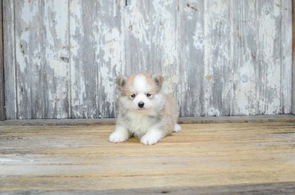 Hypoallergenic Mini Husky Designer Puppy