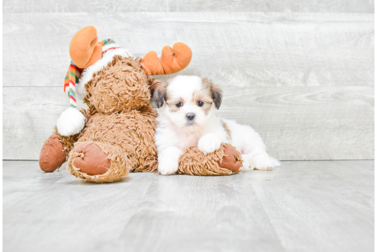 Fluffy Teddy Bear Designer Pup