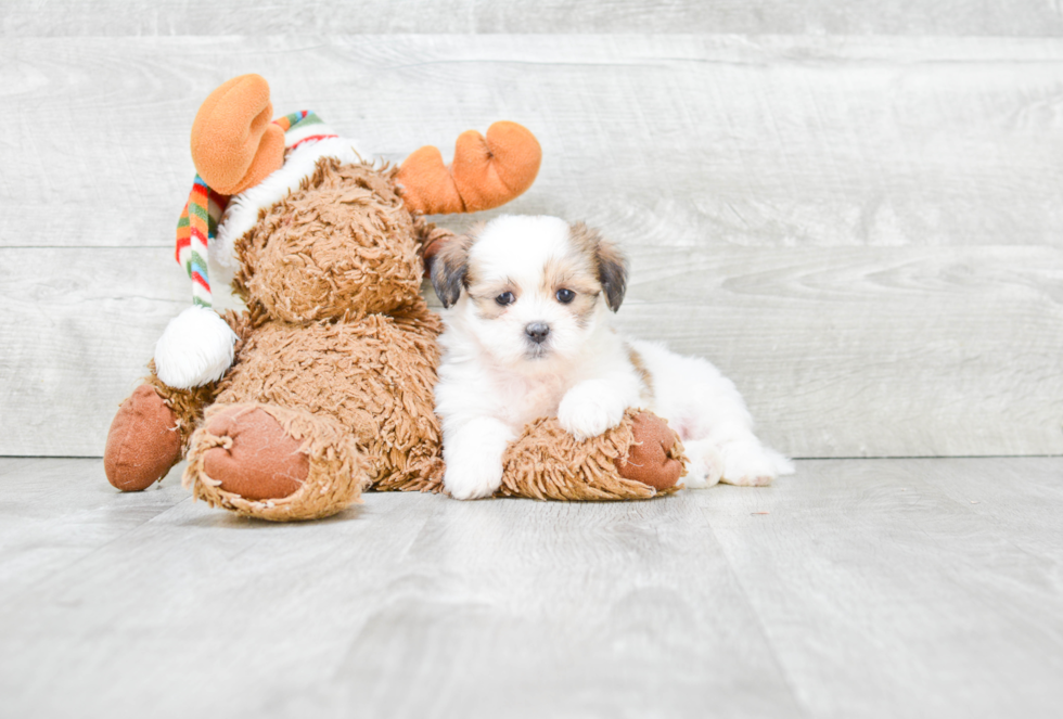 Fluffy Teddy Bear Designer Pup