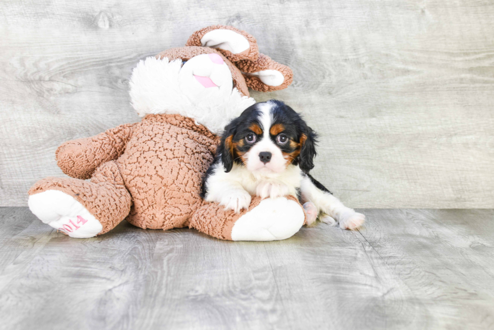 Cavalier King Charles Spaniel Pup Being Cute