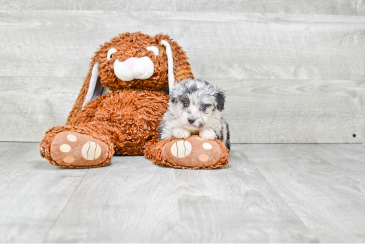 Petite Mini Aussiedoodle Poodle Mix Pup