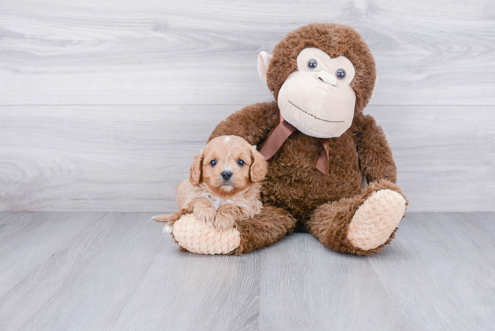 Best Cavapoo Baby