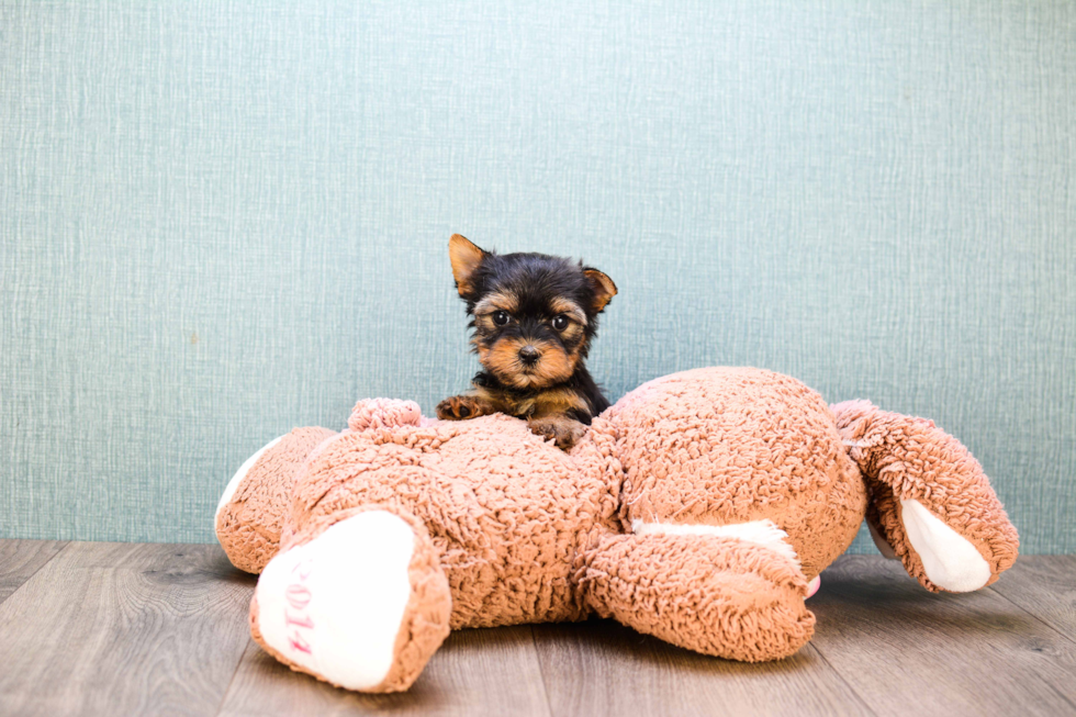 Meet Twinkle - our Yorkshire Terrier Puppy Photo 