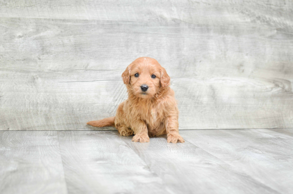 Mini Goldendoodle Pup Being Cute