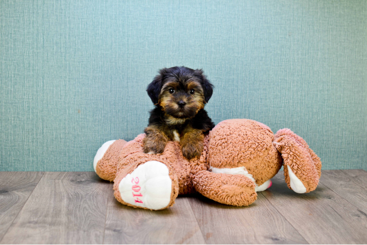 Best Shorkie Baby