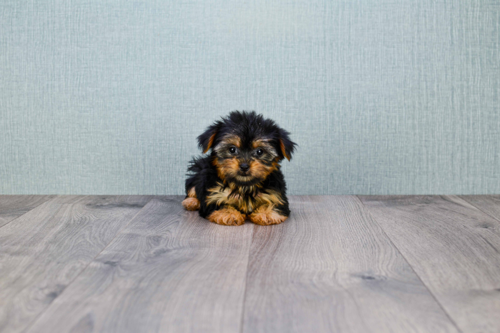 Meet Nugget - our Yorkshire Terrier Puppy Photo 