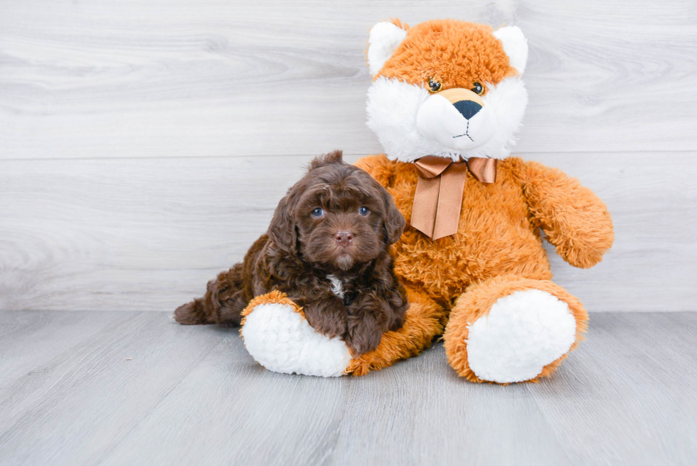 Cockapoo Puppy for Adoption