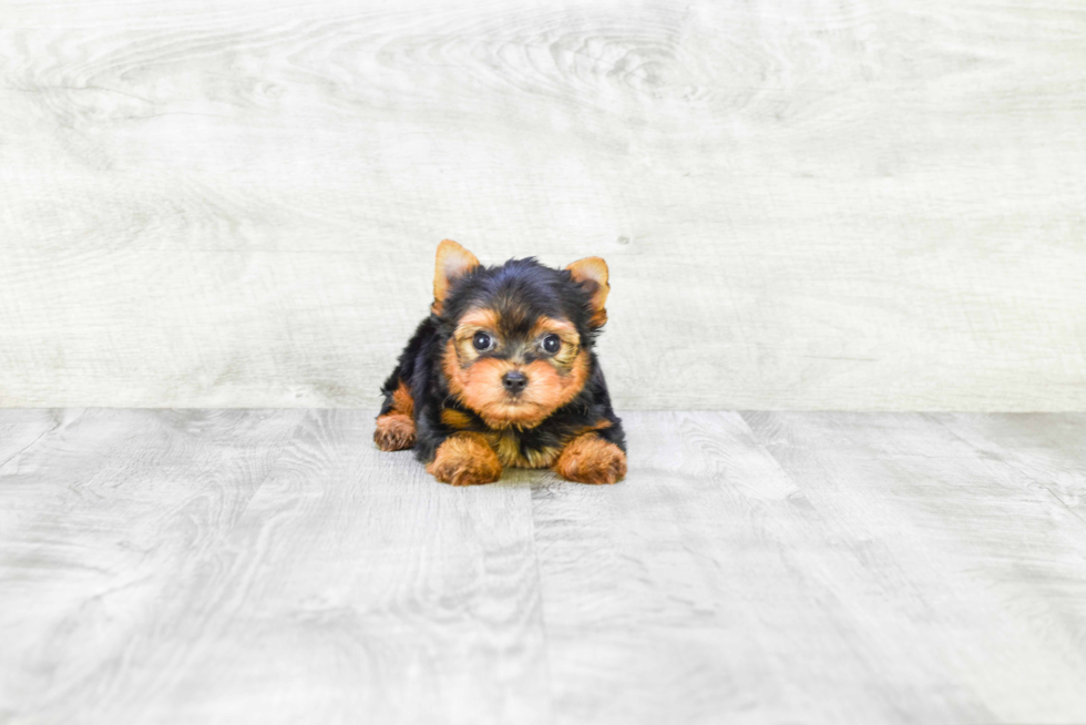 Meet Beckham - our Yorkshire Terrier Puppy Photo 