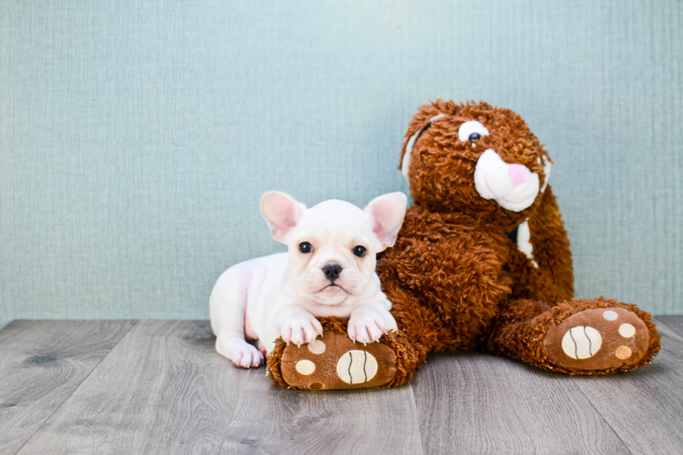 French Bulldog Pup Being Cute