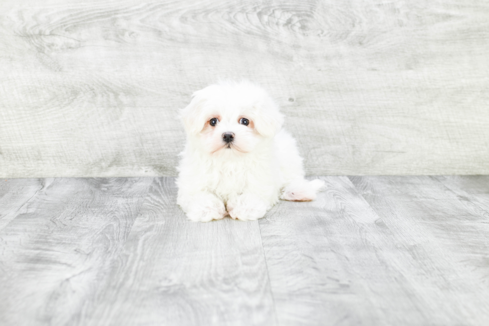 Maltese Pup Being Cute