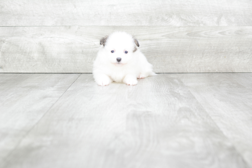 Pomeranian Puppy for Adoption