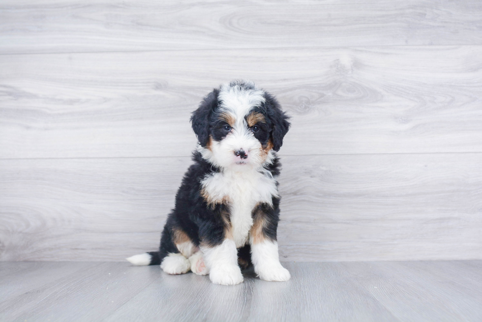 Best Mini Bernedoodle Baby