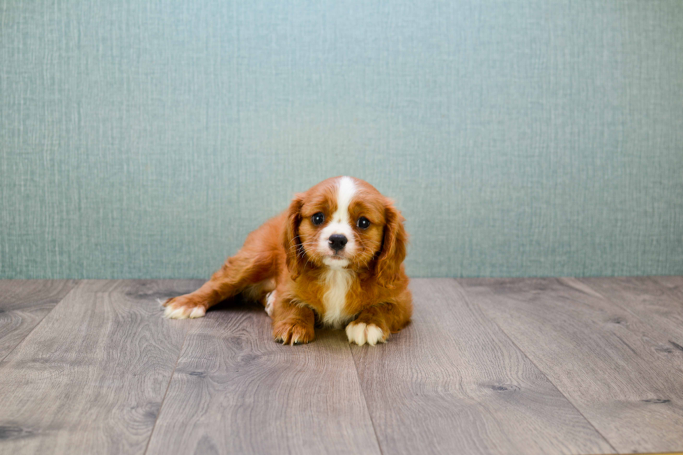 Best Cavalier King Charles Spaniel Baby