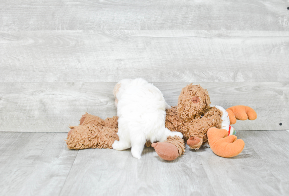 Maltipoo Pup Being Cute