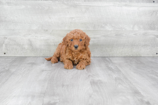 Smart Mini Goldendoodle Poodle Mix Pup