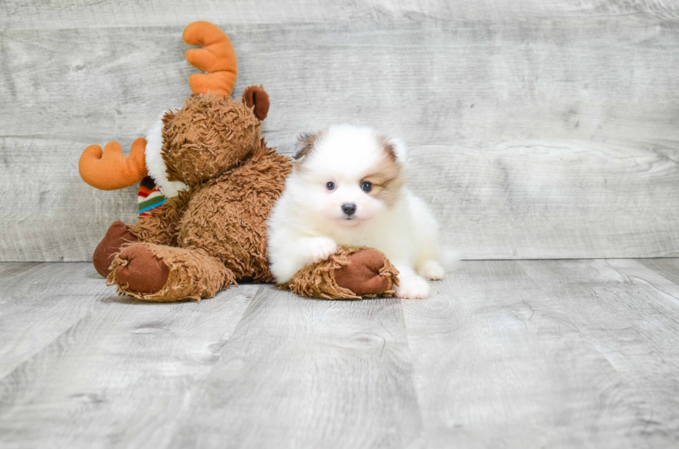 Pomeranian Puppy for Adoption