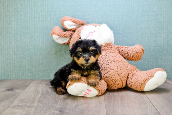 Smart Yorkie Poo Poodle Mix Pup