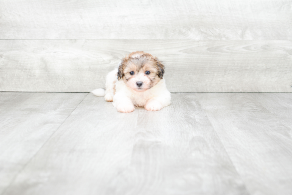 Teddy Bear Pup Being Cute