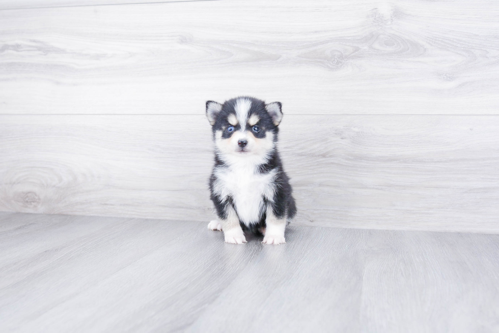 Playful Mini Husky Designer Puppy