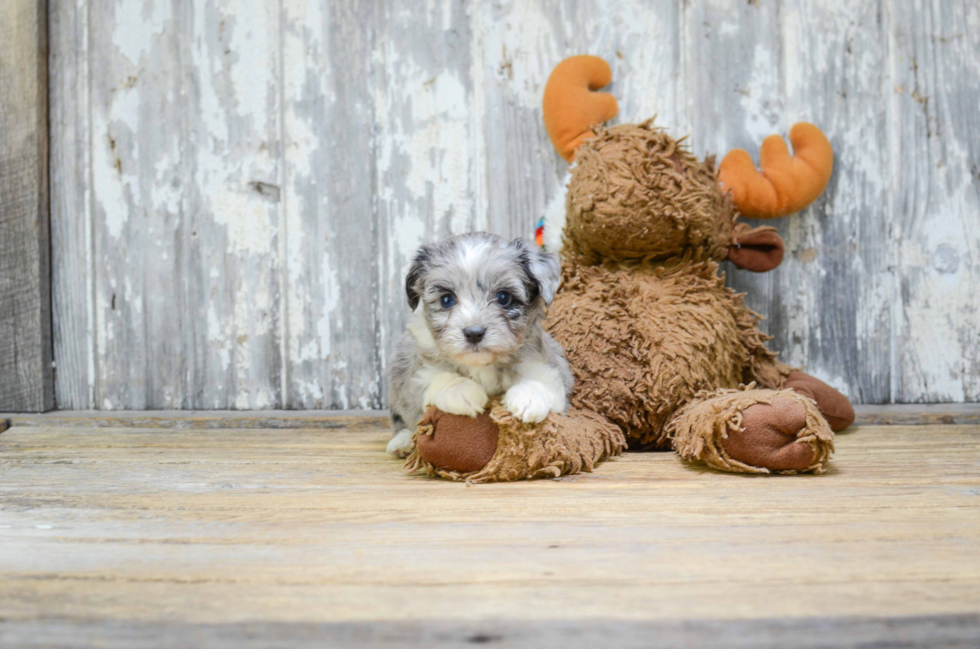 Hypoallergenic Aussiepoo Poodle Mix Puppy