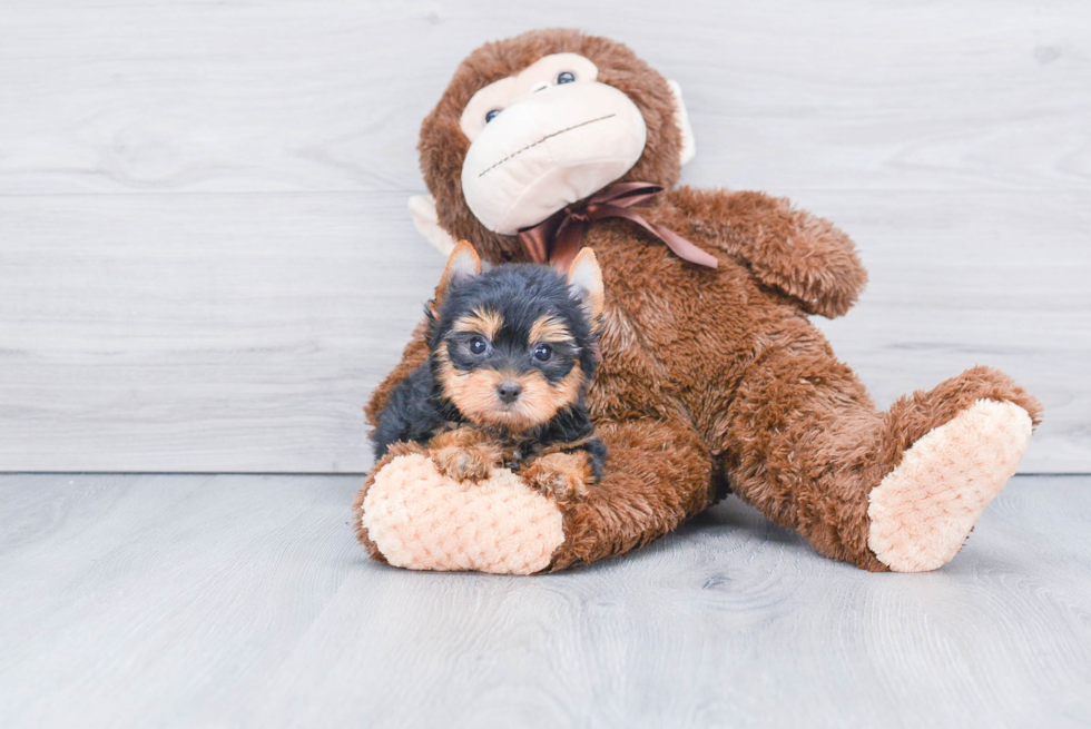 Meet Victoria - our Yorkshire Terrier Puppy Photo 