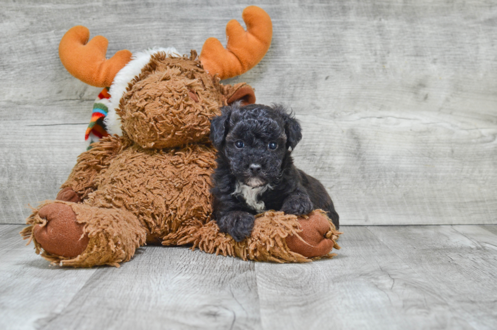 Best Maltipoo Baby