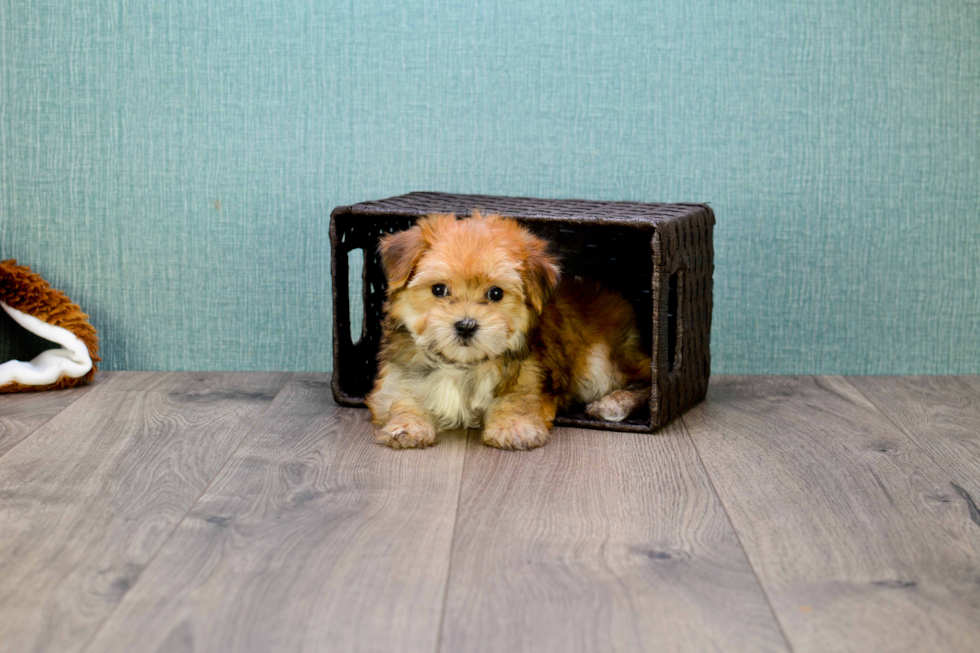 Fluffy Morkie Designer Pup