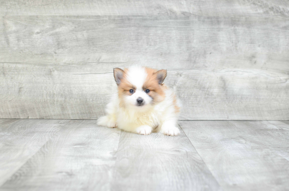 Popular Pomeranian Baby