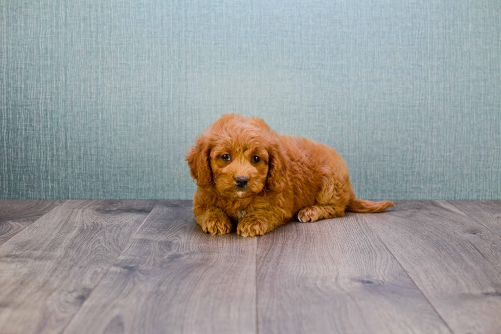 Happy Mini Goldendoodle Baby