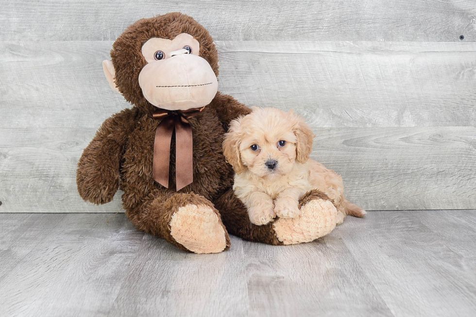 Sweet Cavachon Baby