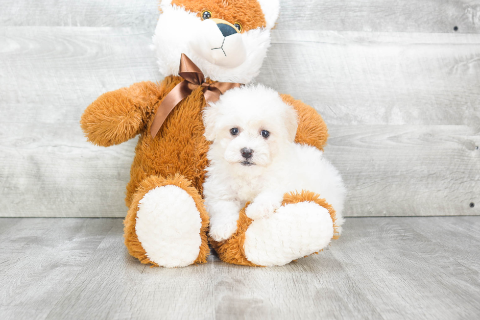 Smart Havanese Purebred Puppy