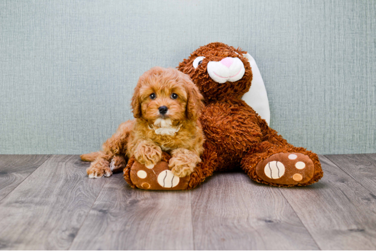 Happy Cavapoo Baby