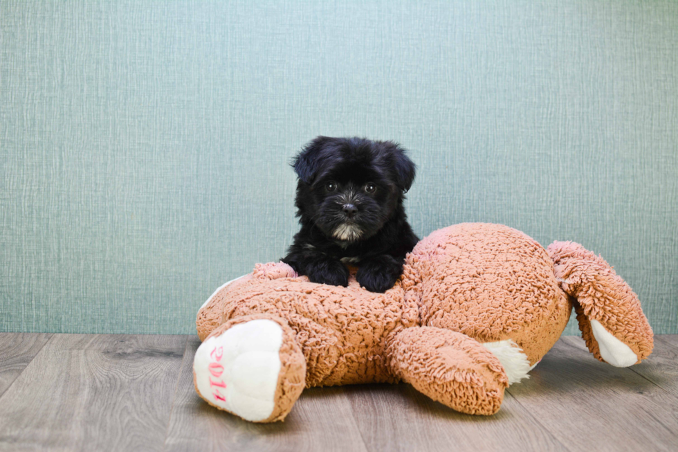 Fluffy Morkie Designer Pup