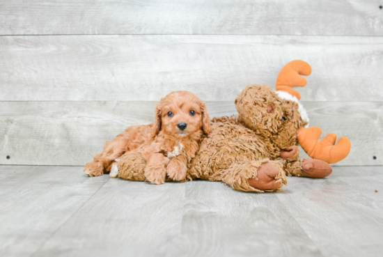 Fluffy Cavapoo Poodle Mix Pup