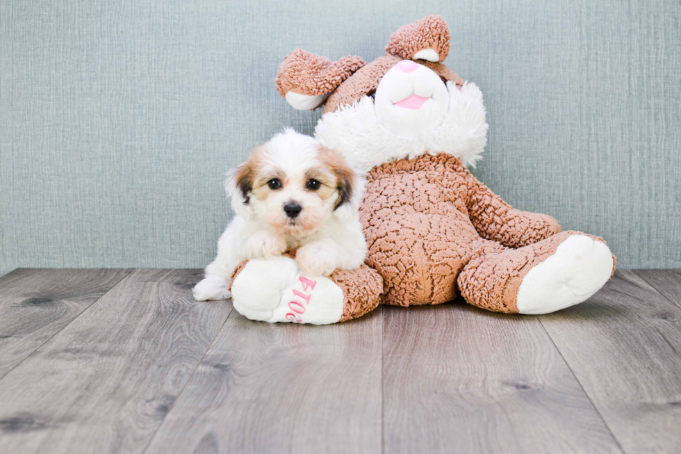 Smart Teddy Bear Designer Pup