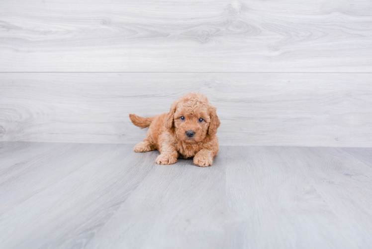 Friendly Mini Goldendoodle Baby